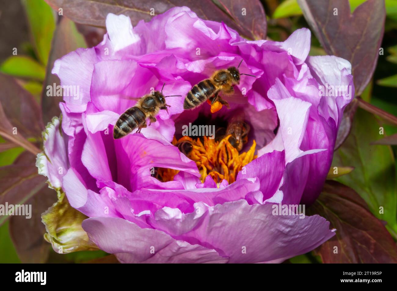 Une fleur de pivoine lilas ouverte avec un essaim d'abeilles recueillant le pollen au milieu du bourgeon Banque D'Images
