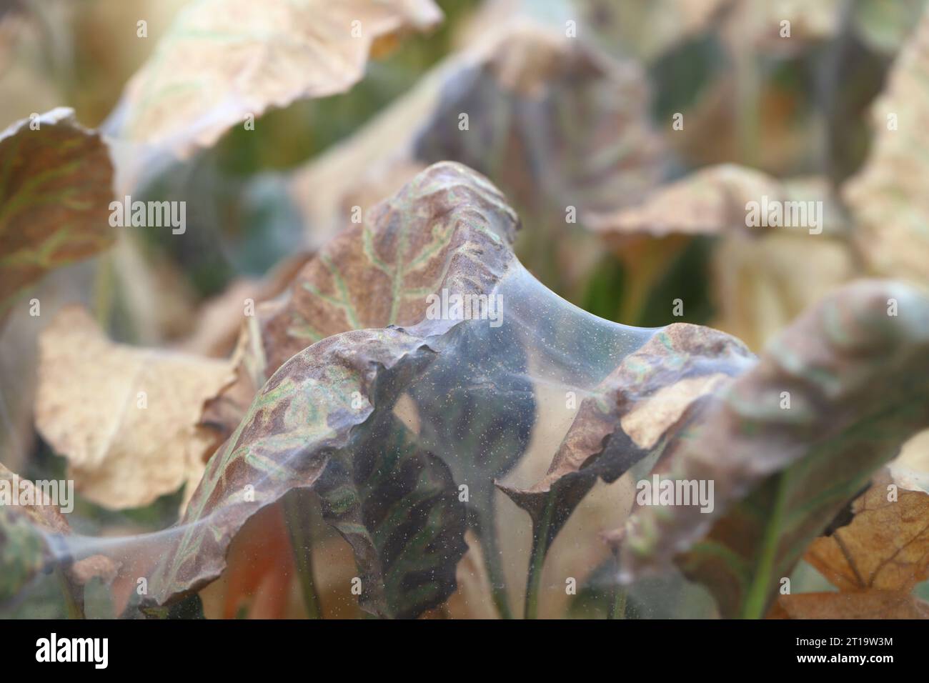 Infestation de parasites sur les feuilles de betterave sucrière par l'araignée rouge (Tetranychus urticae). Banque D'Images