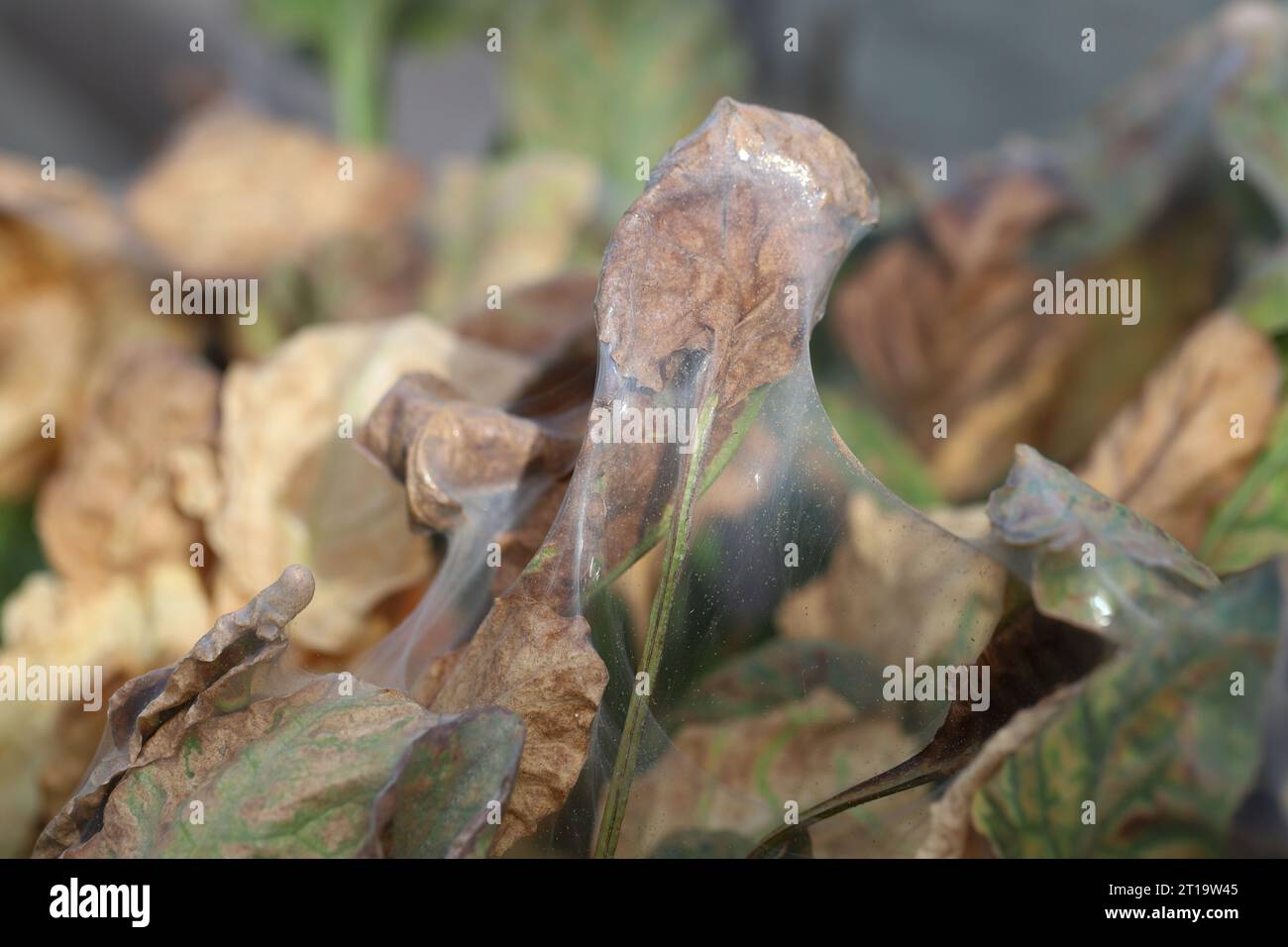 Infestation de parasites sur les feuilles de betterave sucrière par l'araignée rouge (Tetranychus urticae). Banque D'Images
