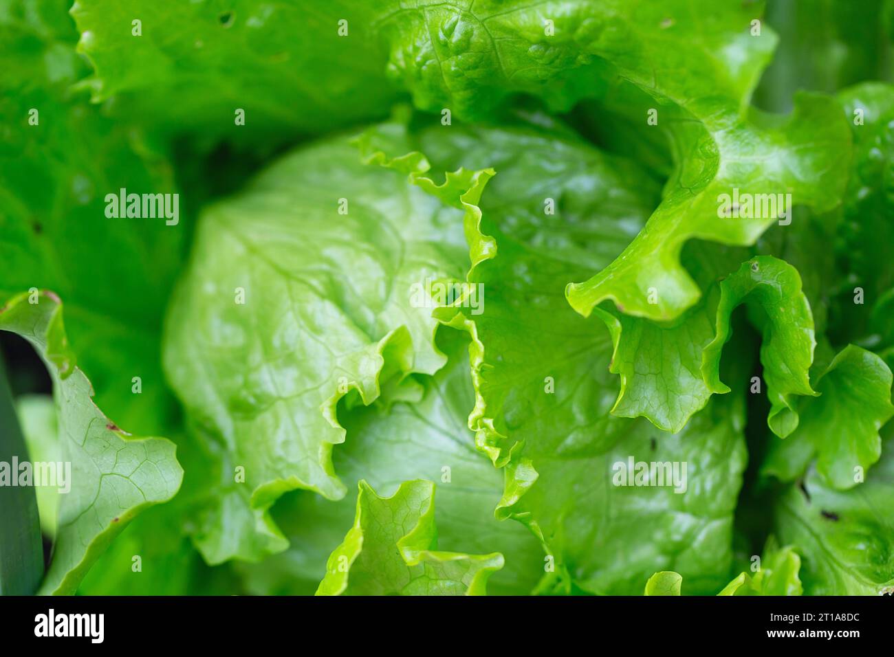 Gros plan de rangées de laitue verte saine biologique. Ferme locale de plantation de légumes. La salade d'iceberg à la curly verte fraîche laisse une texture croissante. Natura Banque D'Images