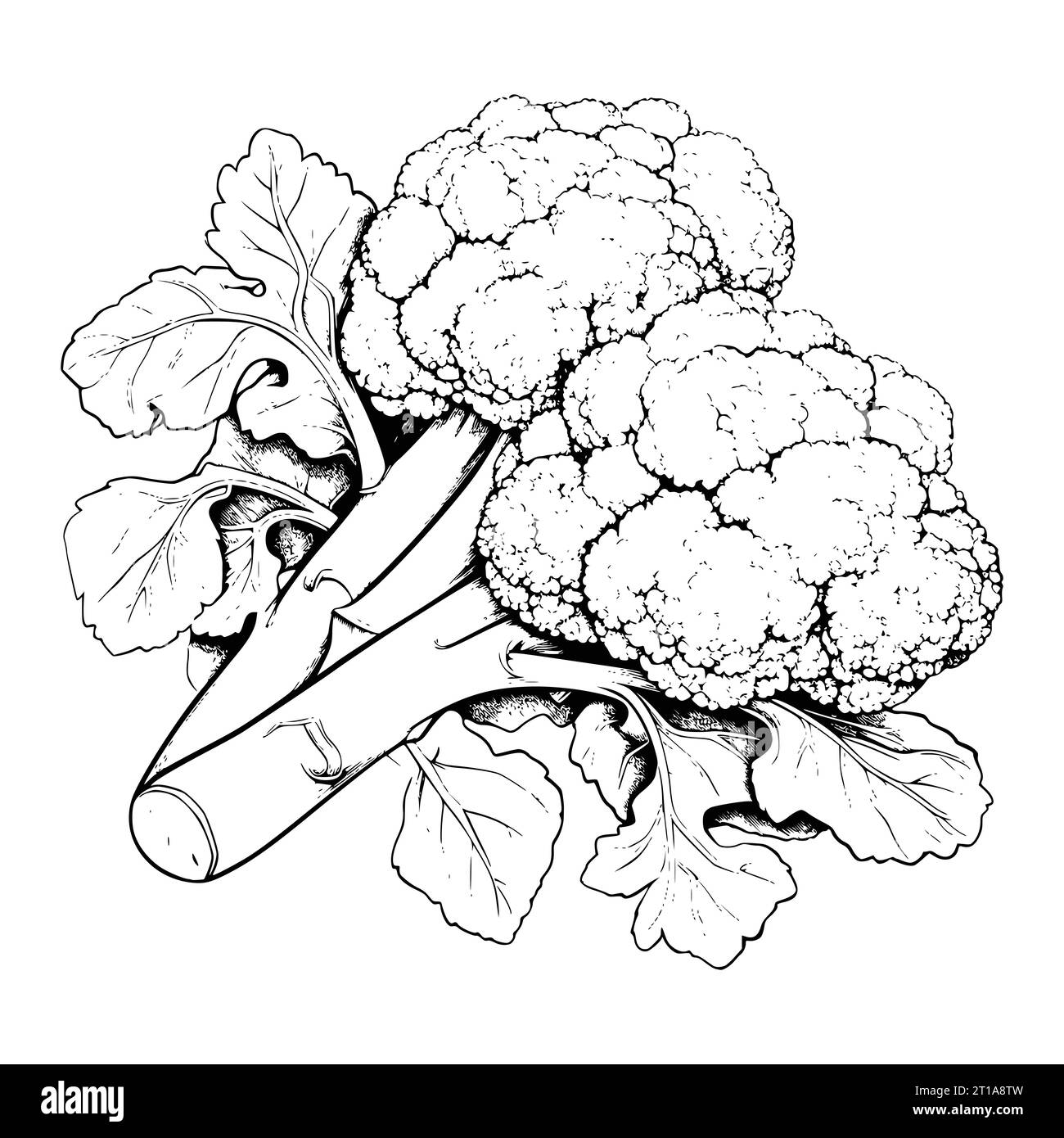 Page de coloriage brocoli pour enfants Illustration de Vecteur