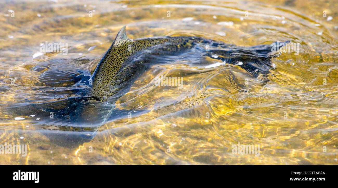 Salmon Run dans la rivière Ganaraska à l'échelle de poissons du barrage Corbetts, Port Hope ON. Canada Banque D'Images