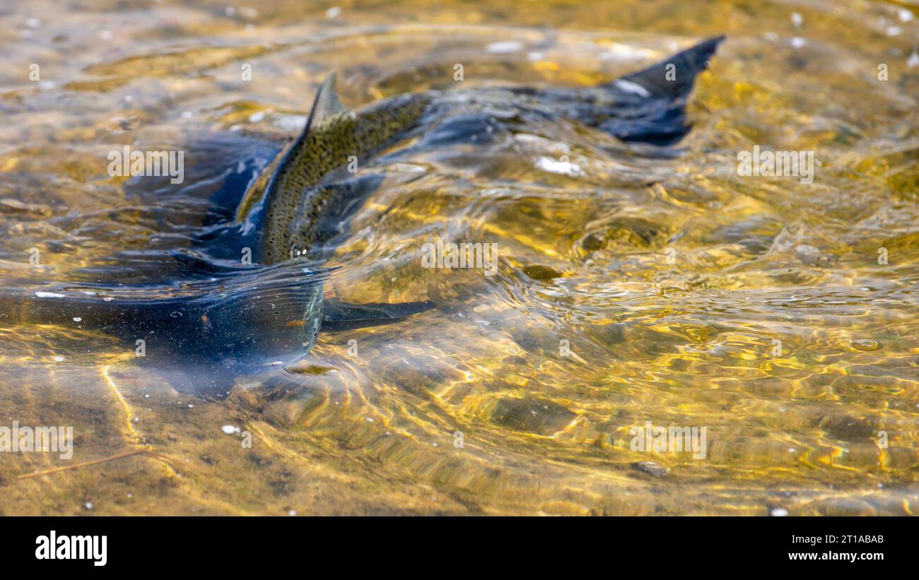 Salmon Run dans la rivière Ganaraska à l'échelle de poissons du barrage Corbetts, Port Hope ON. Canada Banque D'Images