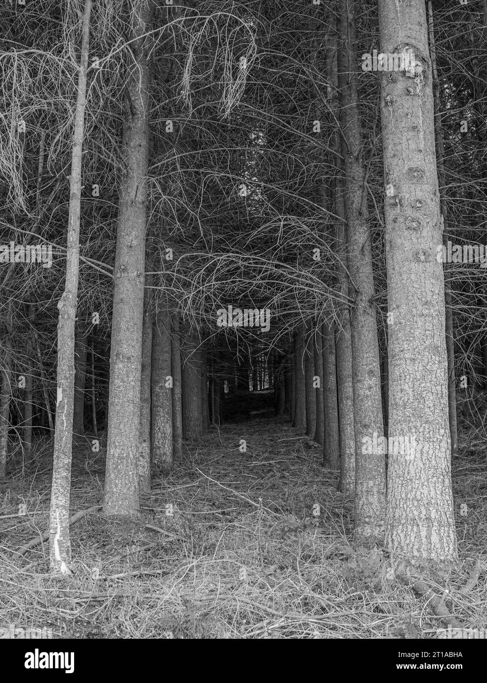 Sombrez dans l'obscurité Banque D'Images