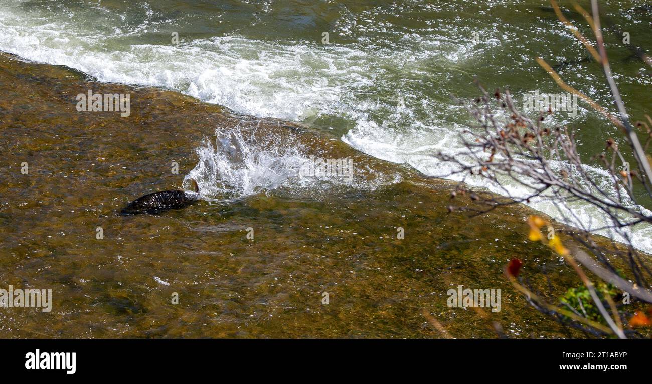 Salmon Run dans la rivière Ganaraska à l'échelle de poissons du barrage Corbetts, Port Hope ON. Canada Banque D'Images