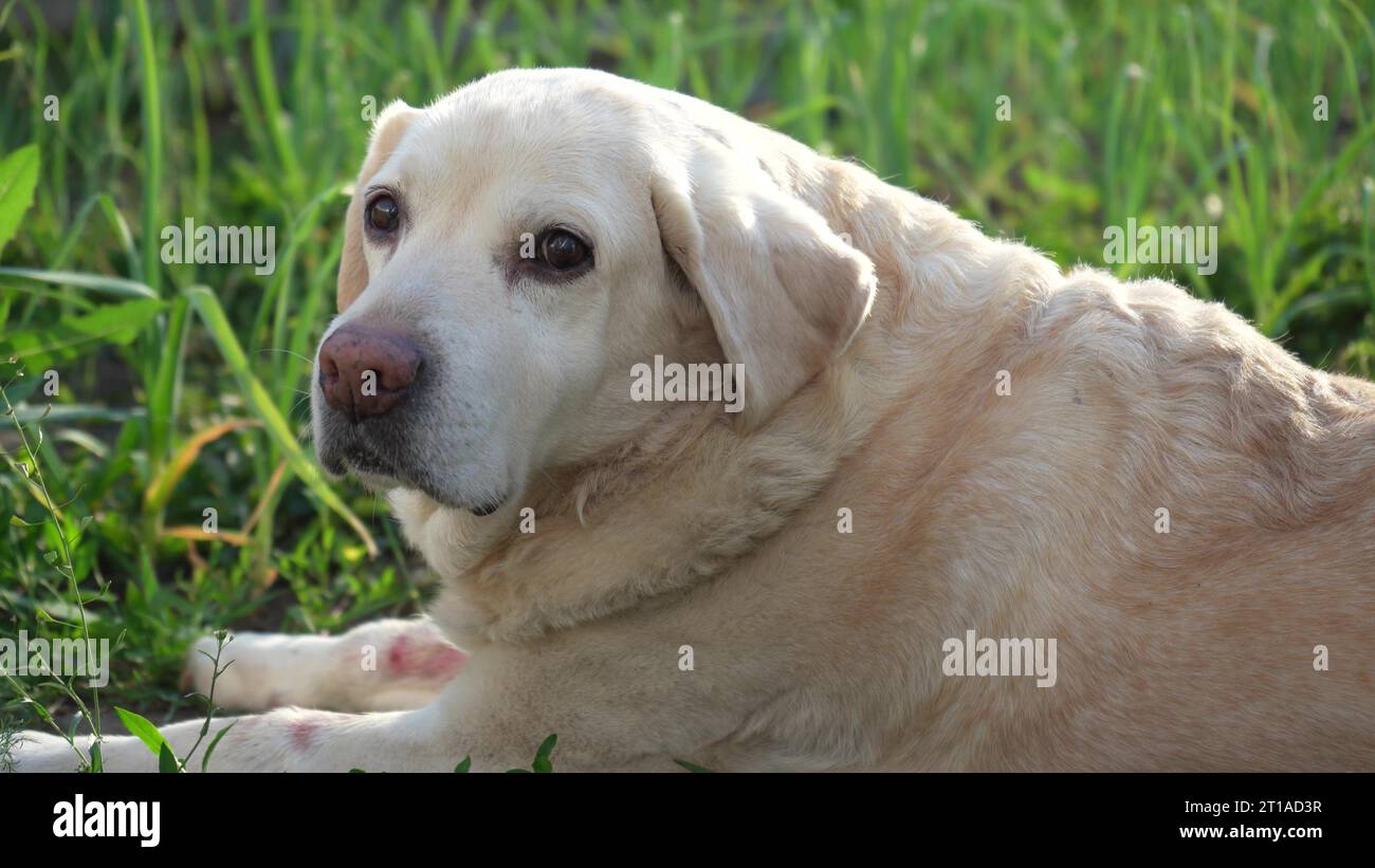 Fauve Labrador retriever dans le jardin sur un fond de feuilles vertes. Le chien se repose dans la nature Banque D'Images