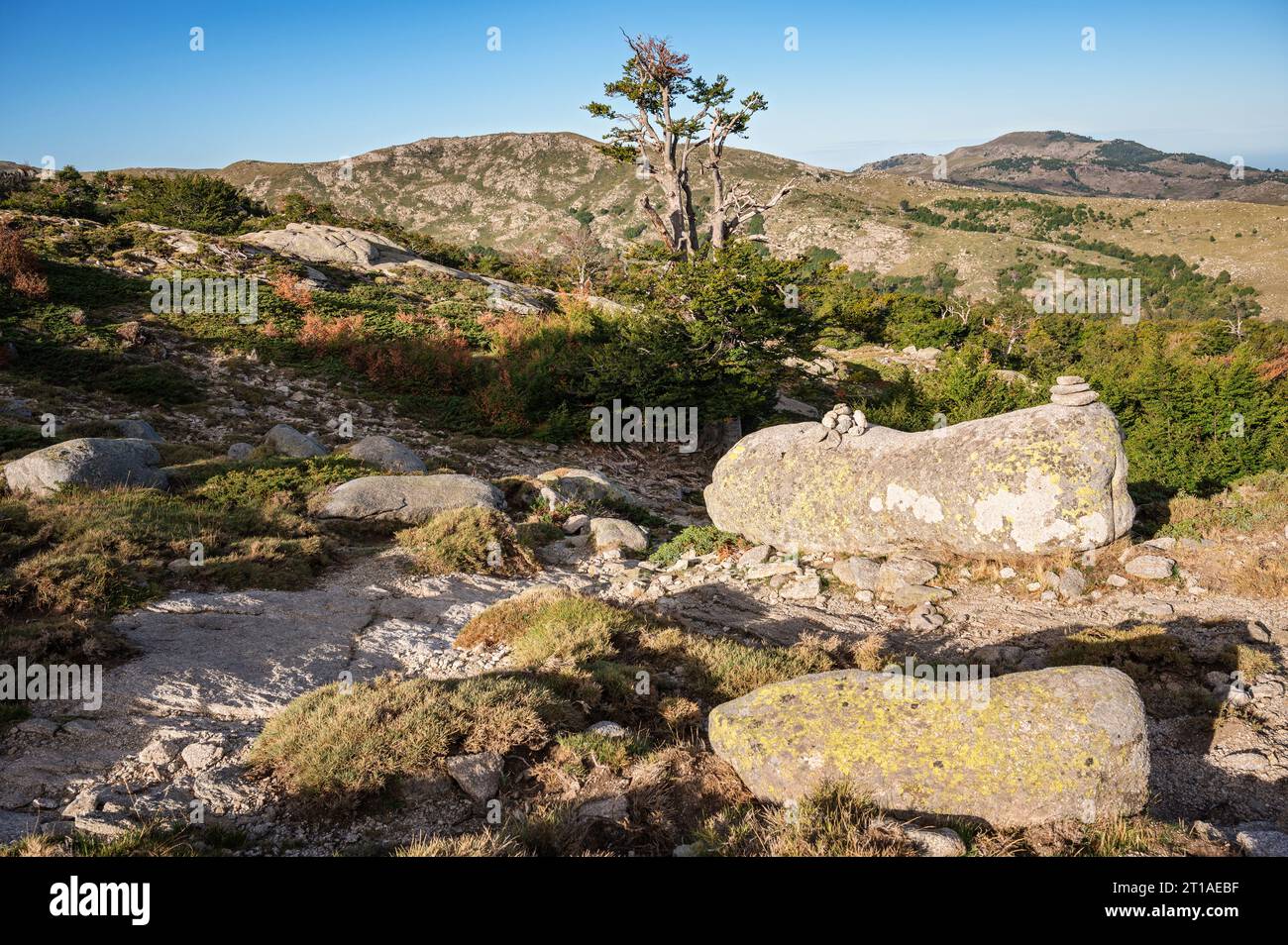 Plateau de Coscione de la variante Monte Incudine entre I Croci et Asinau, GR20, Corse, France Banque D'Images