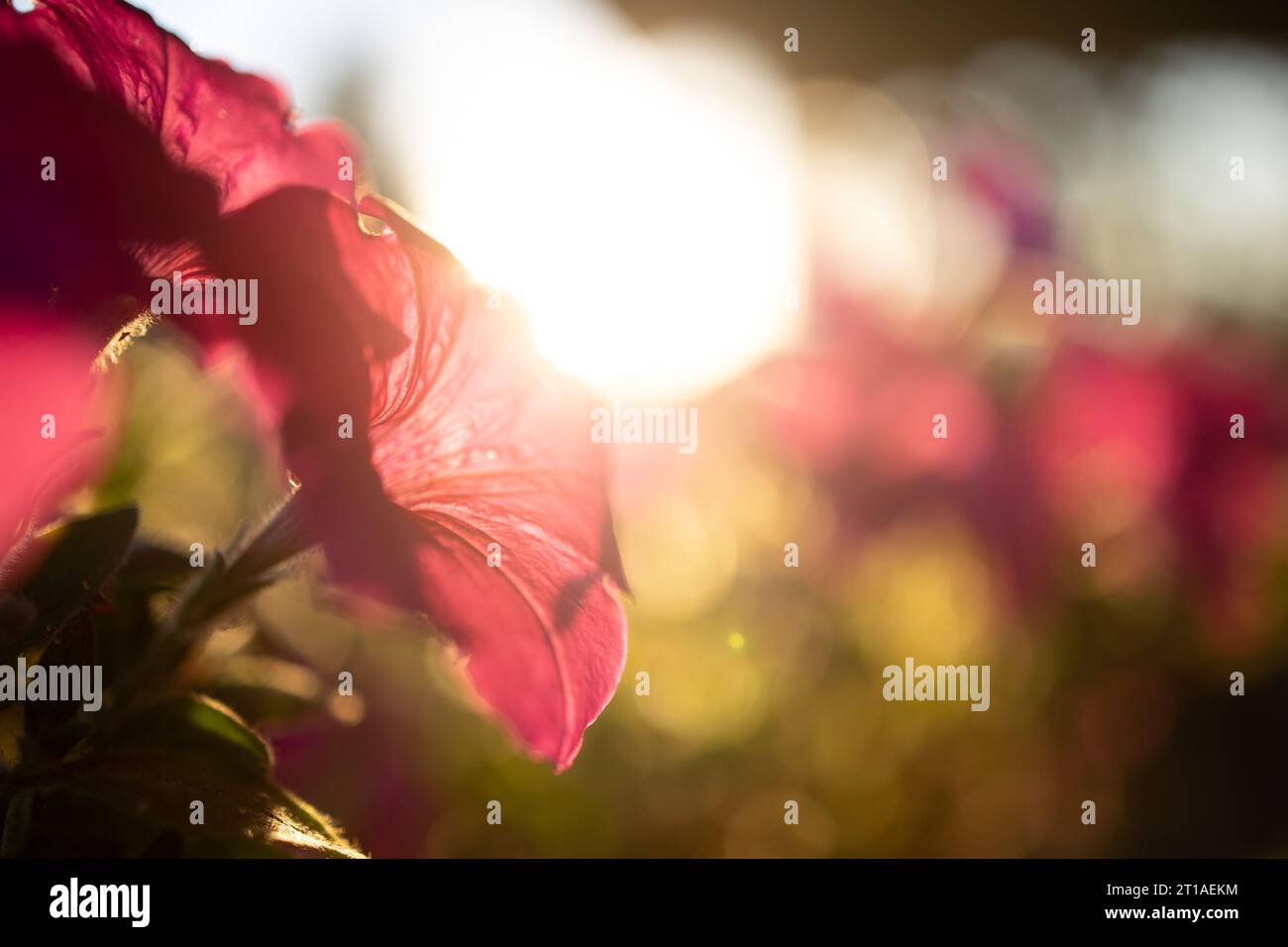 Les fleurs de pétunia magenta ondulées sont rétroéclairées par le soleil de fin d'après-midi par une chaude journée d'octobre. Les zones lumineuses, les taches solaires soufflées et les ombres sombres. Banque D'Images