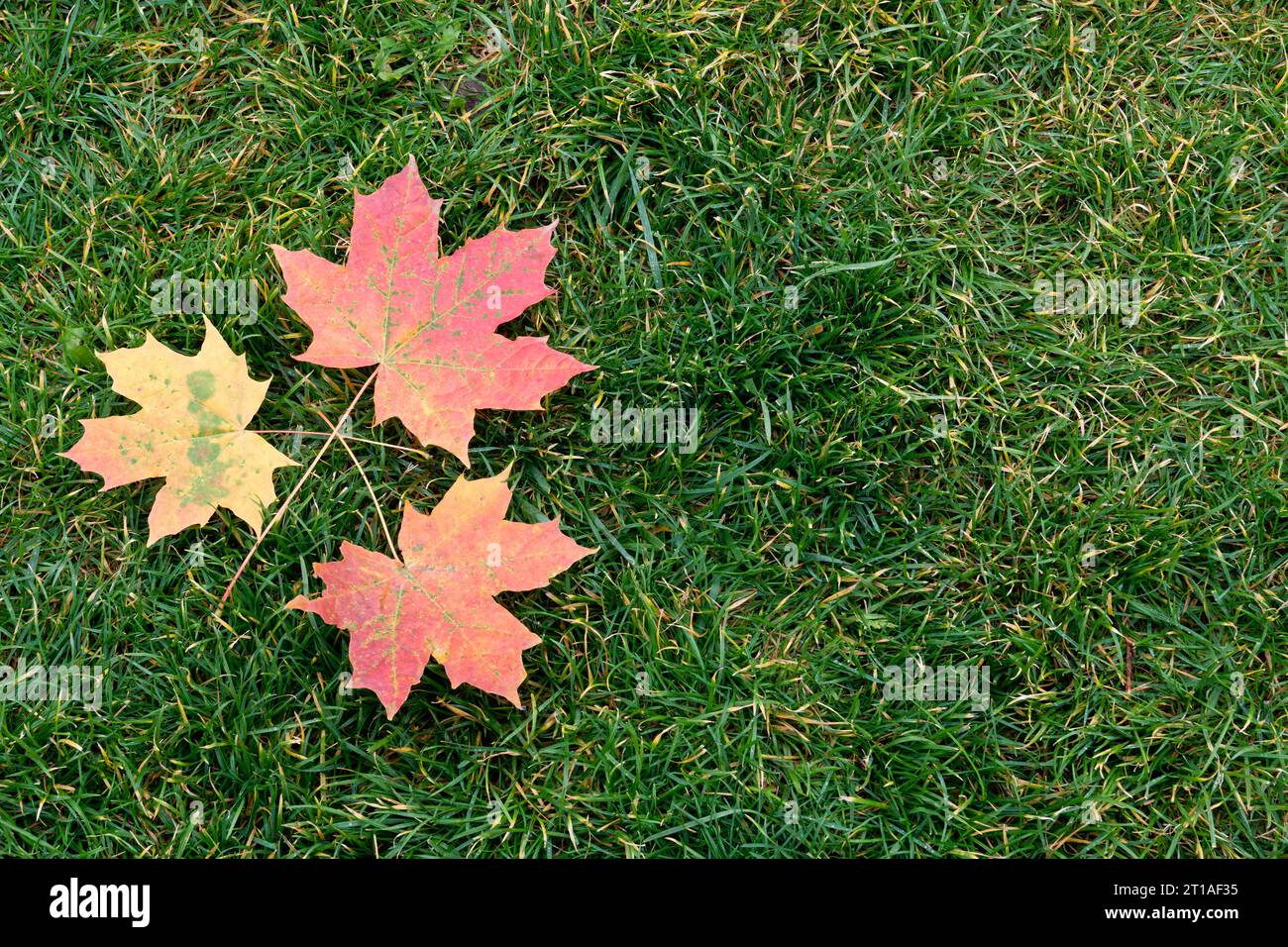 Feuilles d'érable multicolores tombées sur l'herbe verte de la pelouse. fond d'automne. Banque D'Images