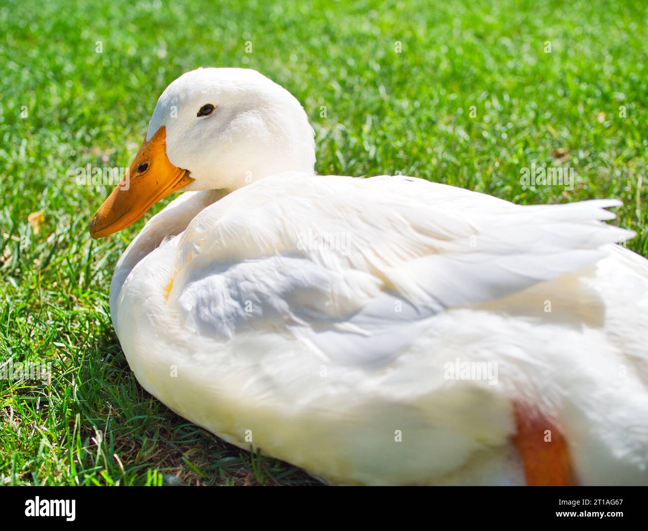 Le canard blanc américain de pékin avec du jaune est assis au soleil sur l'herbe verte à la volière du parc à Walla Walla, Washington. Banque D'Images