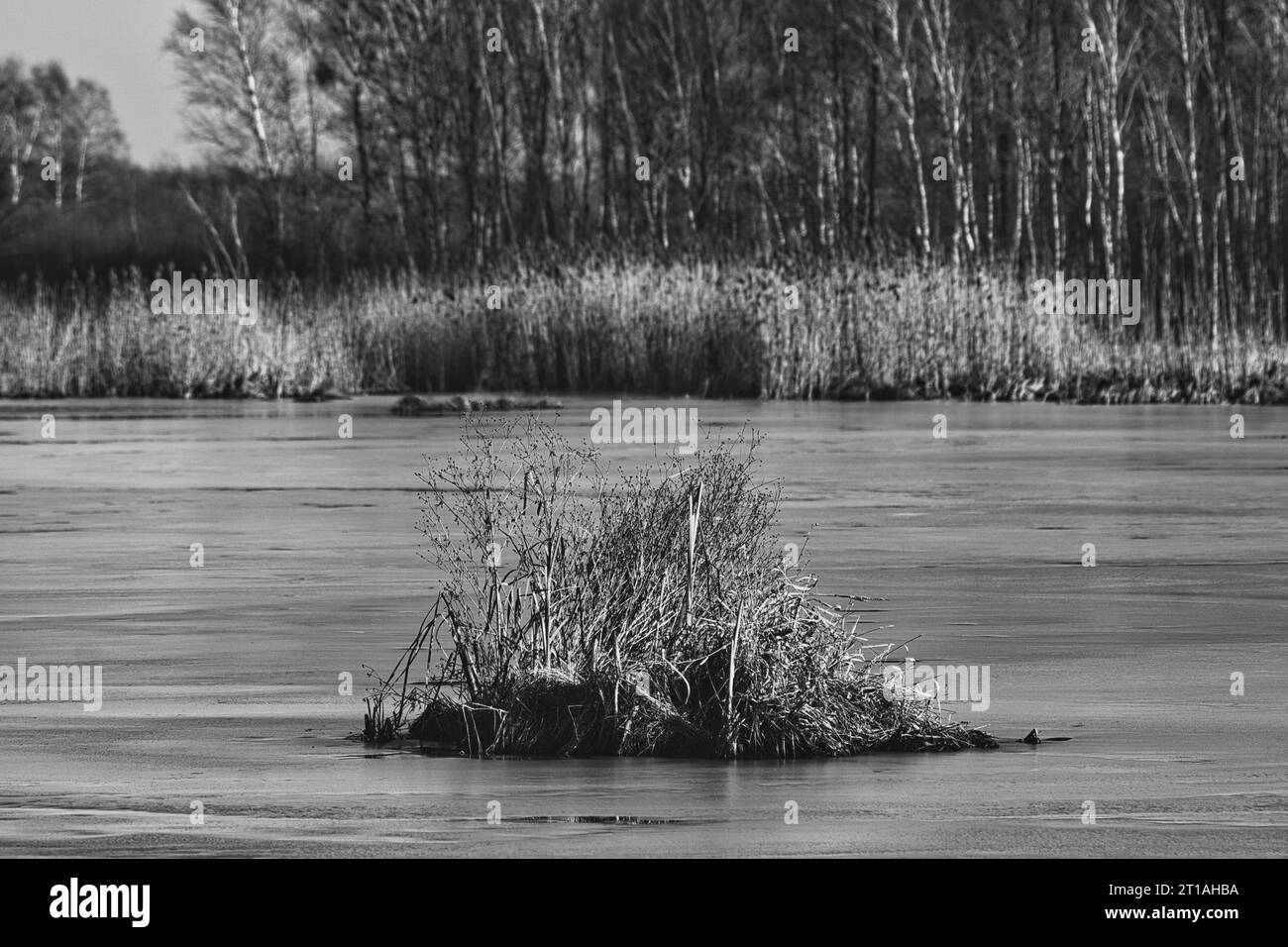 un bouquet de canne au milieu d'un lac partiellement recouvert de glace pendant une journée ensoleillée en hiver Banque D'Images