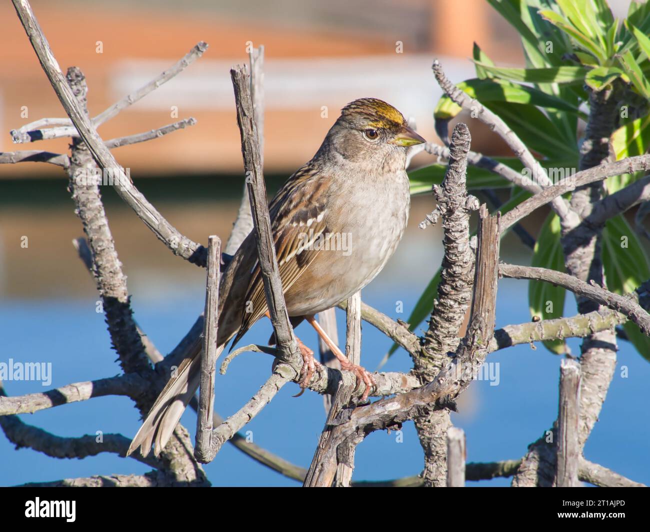 Une femelle Moineau à couronne dorée dans un arbuste sinueux dans une marina de San Francisco, Californie en hiver. Banque D'Images