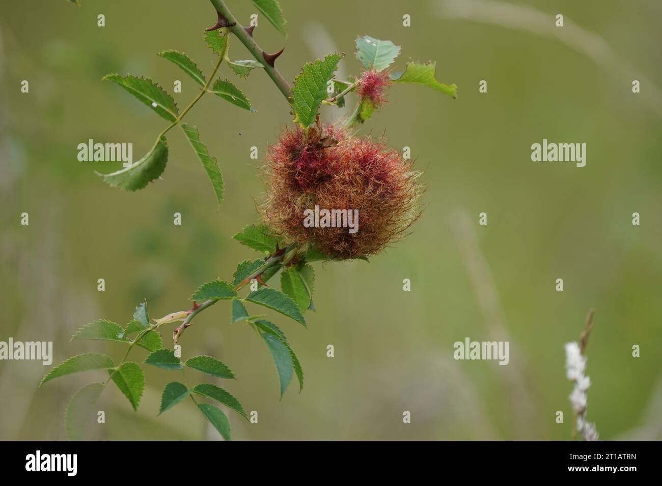 Robin's Pincushion (Diplolepis rosae), Royaume-Uni Banque D'Images