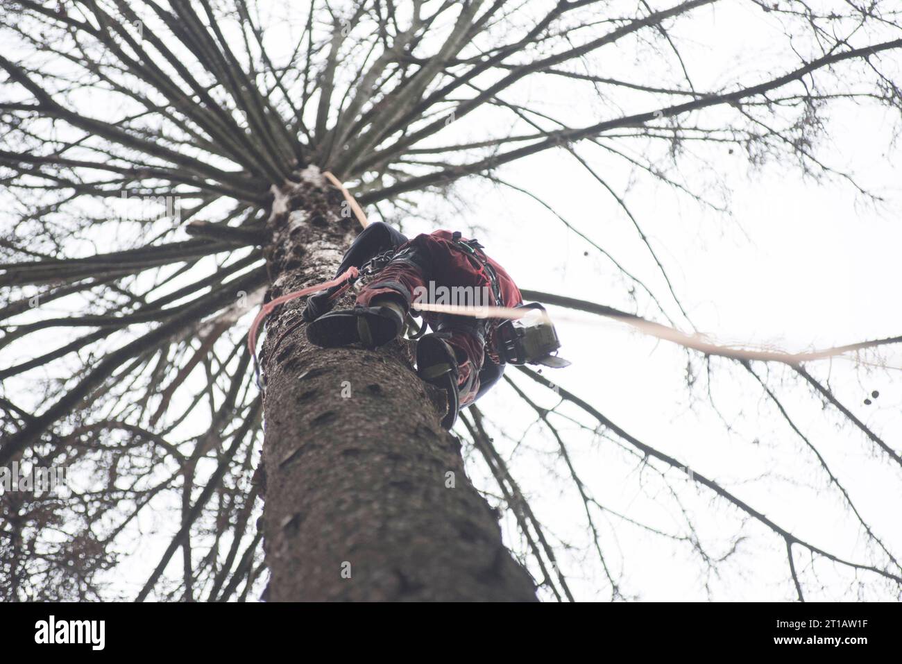 Aborist travailler en hauteur pendant l'entretien des arbres et l'élagage des arbres Aborist travailler en hauteur pendant l'entretien des arbres crédit : Imago/Alamy Live News Banque D'Images