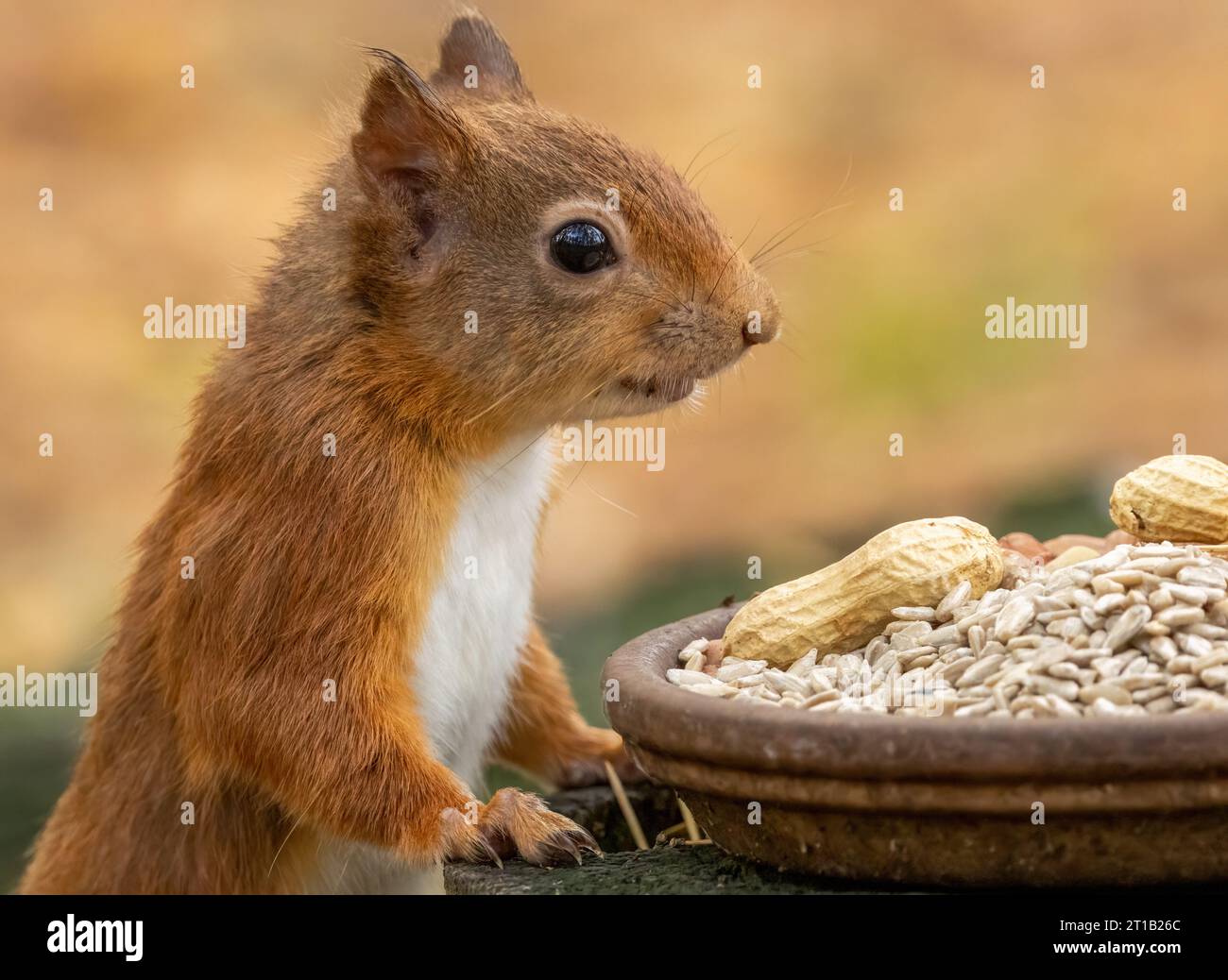 Gros plan d'un petit écureuil roux écossais affamé mangeant des noix de singe et des coeurs de tournesol dans la forêt Banque D'Images