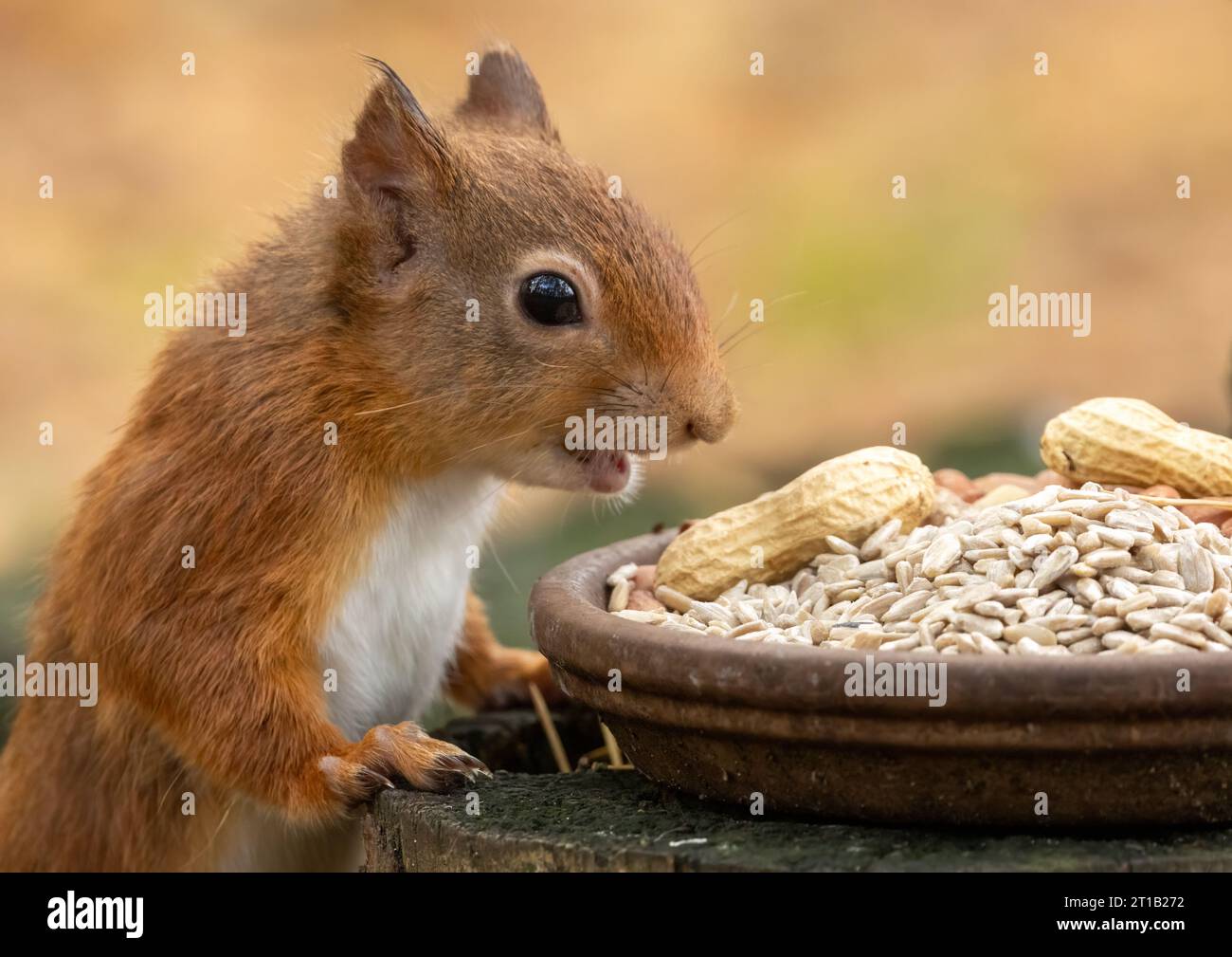 Gros plan d'un petit écureuil roux écossais affamé mangeant des noix de singe et des coeurs de tournesol dans la forêt Banque D'Images