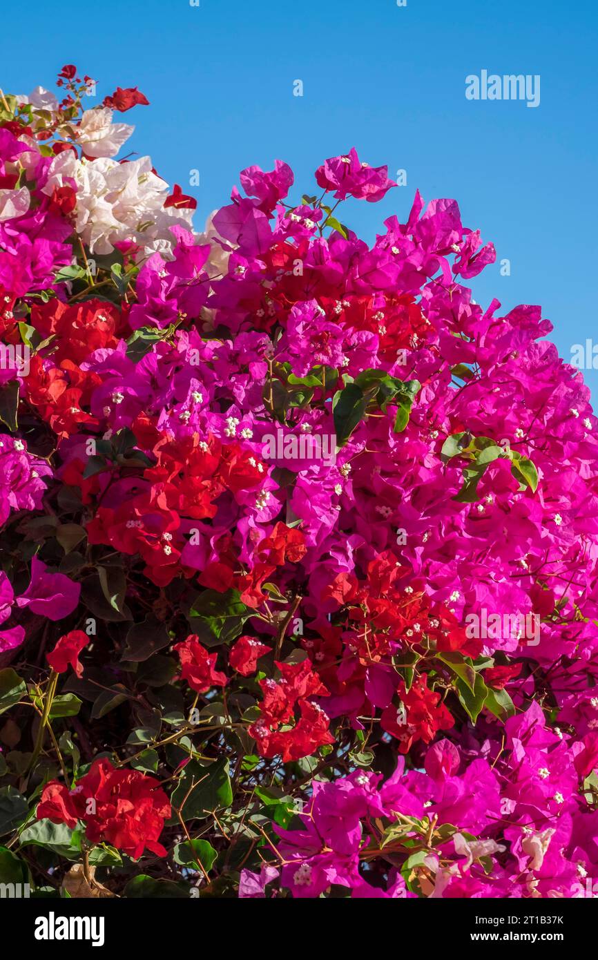 Bougainvilliers, aussi bougainvilliers, bougainvilliers ou fleurs triplées, Tenerife, îles Canaries, Espagne Banque D'Images