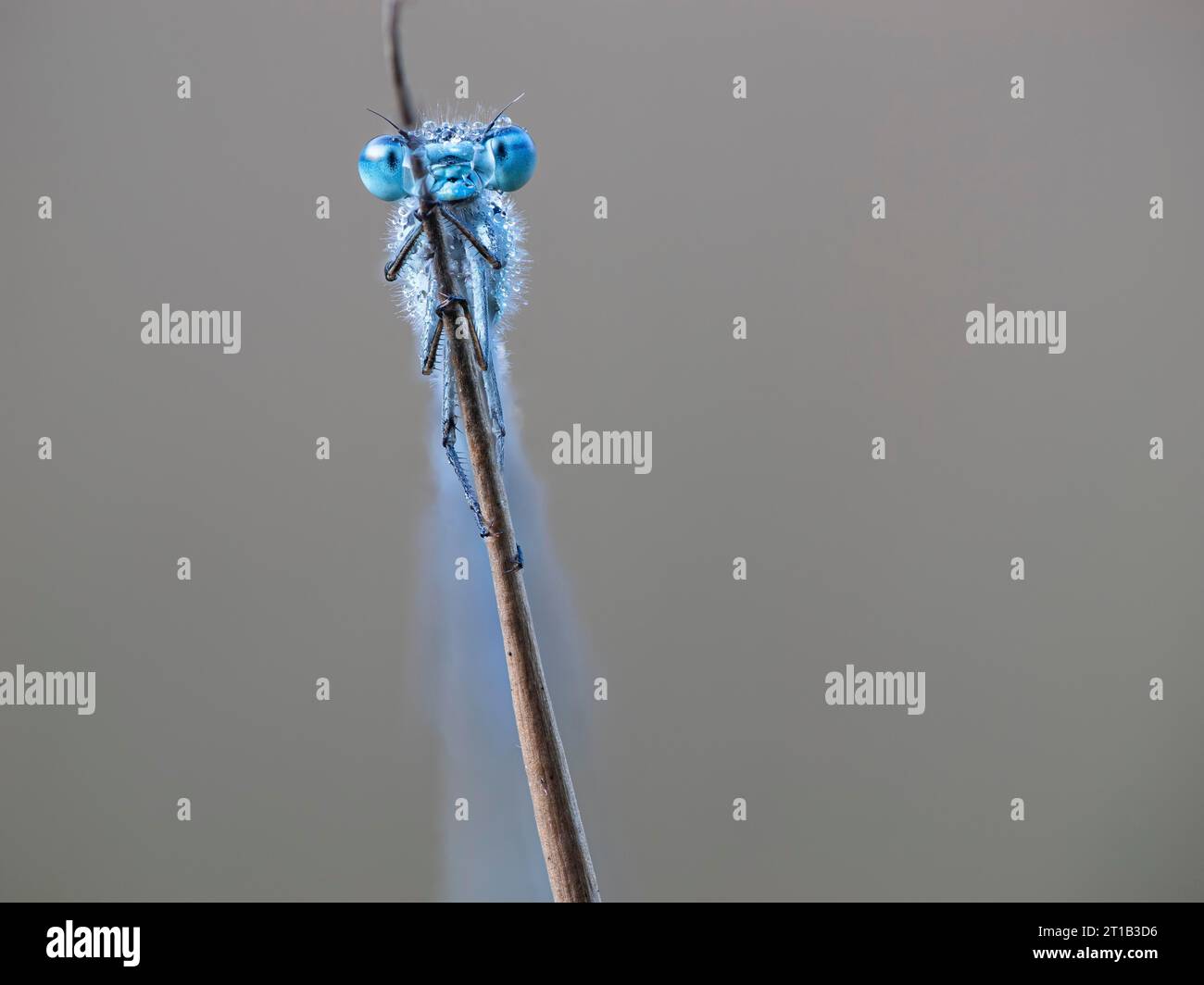 Damselfly bleu commun (Enallagma cyathigerum), bien camouflé sur la tige de la ruée la damselfly a passé la nuit, la libellule est encore Banque D'Images