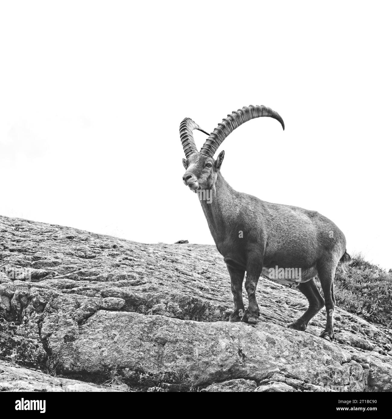 Gros plan d'un bouquetin majestueux dans les Alpes françaises, sur un sol rocheux, en noir et blanc avec un joli contraste Banque D'Images