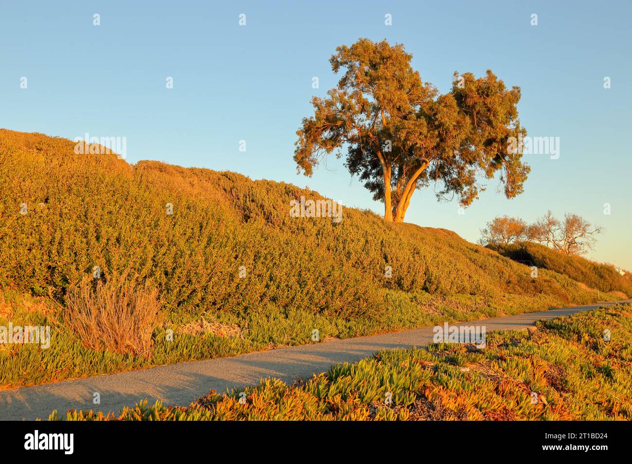 Belle fonte de couleur sur un sentier pédestre le long de la plage d'État El Capitan pendant une heure dorée Banque D'Images
