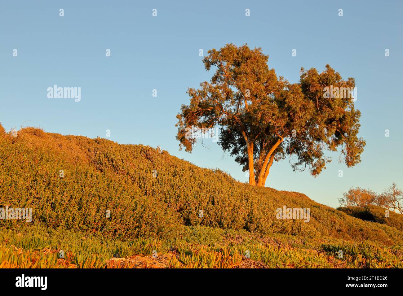 Belle fonte de couleur sur un sentier pédestre le long de la plage d'État El Capitan pendant une heure dorée Banque D'Images