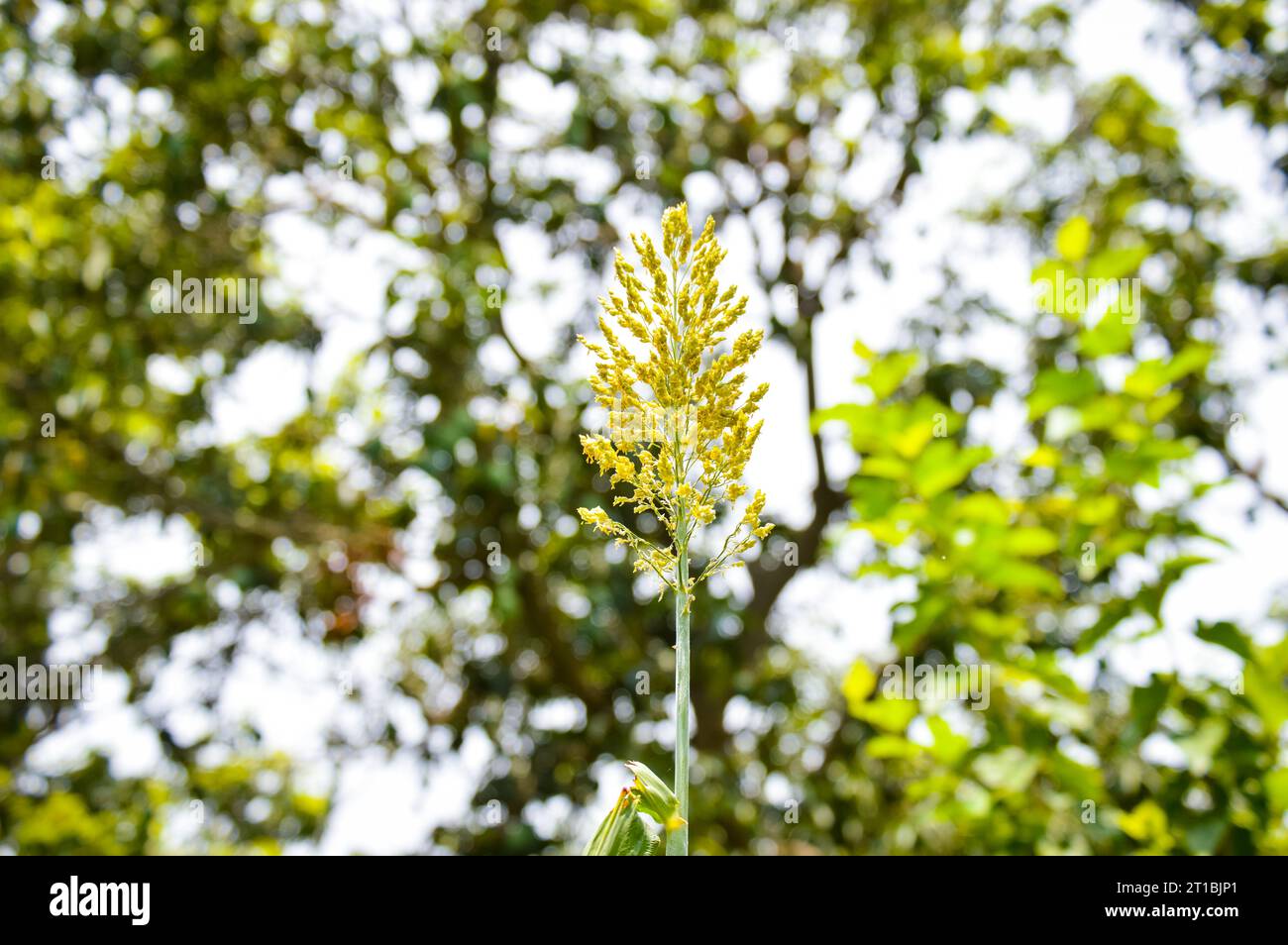 Gros plan du maïs à balai. Maïs à balai. Millet de sorgho grandissant haut sur fond de jardin vert. Champ de maïs à balai. Champ de sorgho millet. Banque D'Images