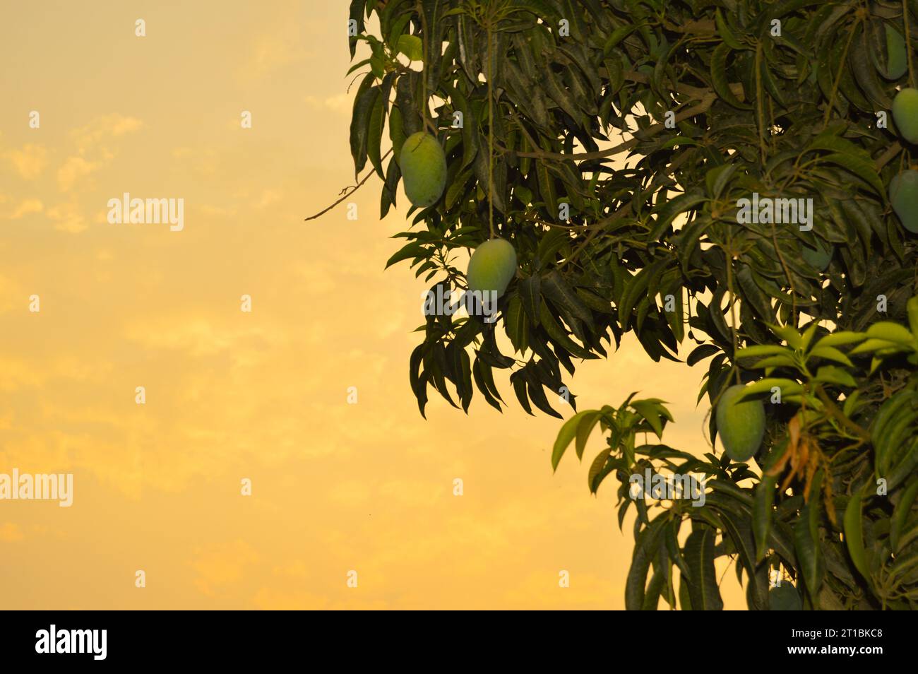 Mangue verte fraîche sur l'arbre. Mangues vertes suspendues. Bouquet de Mango's. Mangues avec arbre. mangue crue accrochée sur l'arbre avec fond de feuille dans les fruits d'été Banque D'Images