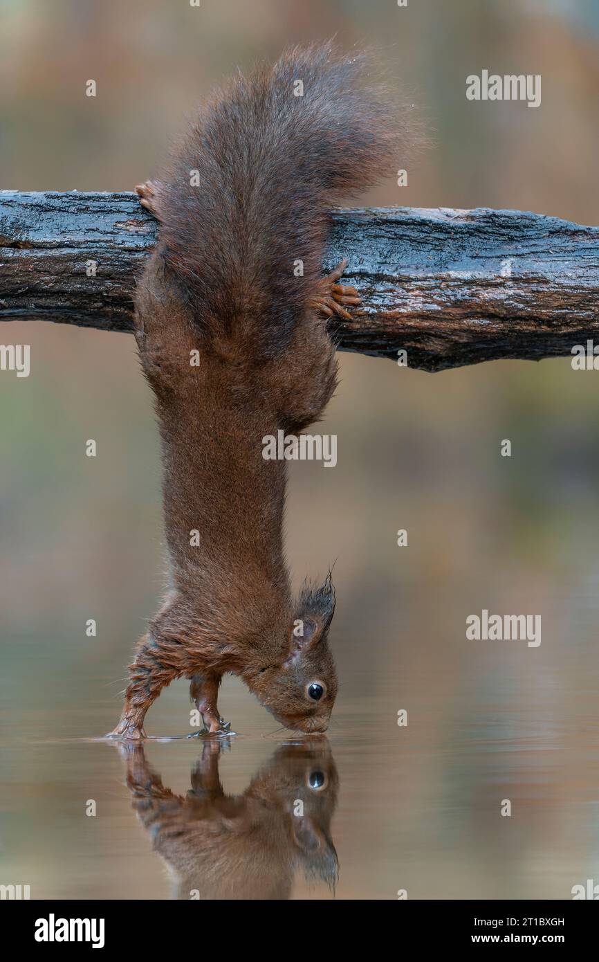 L'écureuil roux eurasien (Sciurus vulgaris) est suspendu à l'envers pour recueillir de la nourriture dans la forêt.Un écureuil roux pend d'une branche au-dessus d'un étang., Banque D'Images