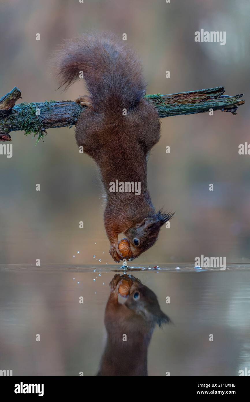 L'écureuil roux eurasien (Sciurus vulgaris) est suspendu à l'envers pour recueillir de la nourriture dans la forêt.Un écureuil roux pend d'une branche au-dessus d'un étang., Banque D'Images