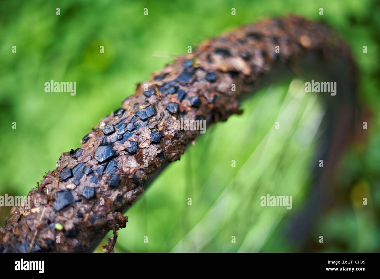 roue de vélo de montagne sale gros plan sur fond d'herbe floue Banque D'Images