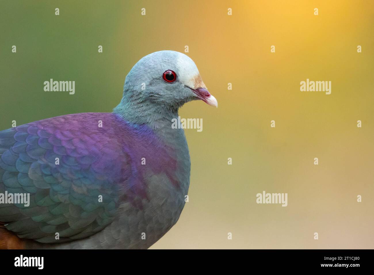 La colombe de caille à front gris (Geotrygon caniceps) est une espèce d'oiseau de la famille des Columbidae. Il est endémique à Cuba Banque D'Images