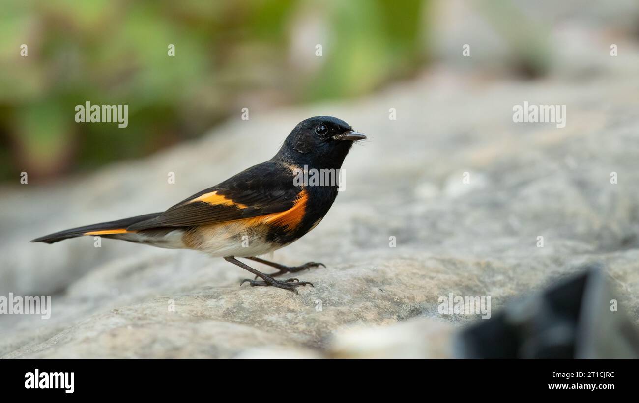 American redstart (Setophaga ruticilla) est une Paruline du Nouveau monde. Il n'est pas lié à l'ancien monde Banque D'Images