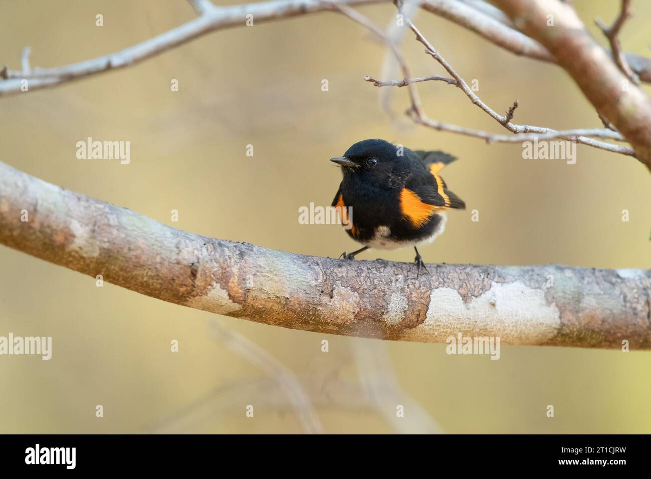 American redstart (Setophaga ruticilla) est une Paruline du Nouveau monde. Il n'est pas lié à l'ancien monde Banque D'Images