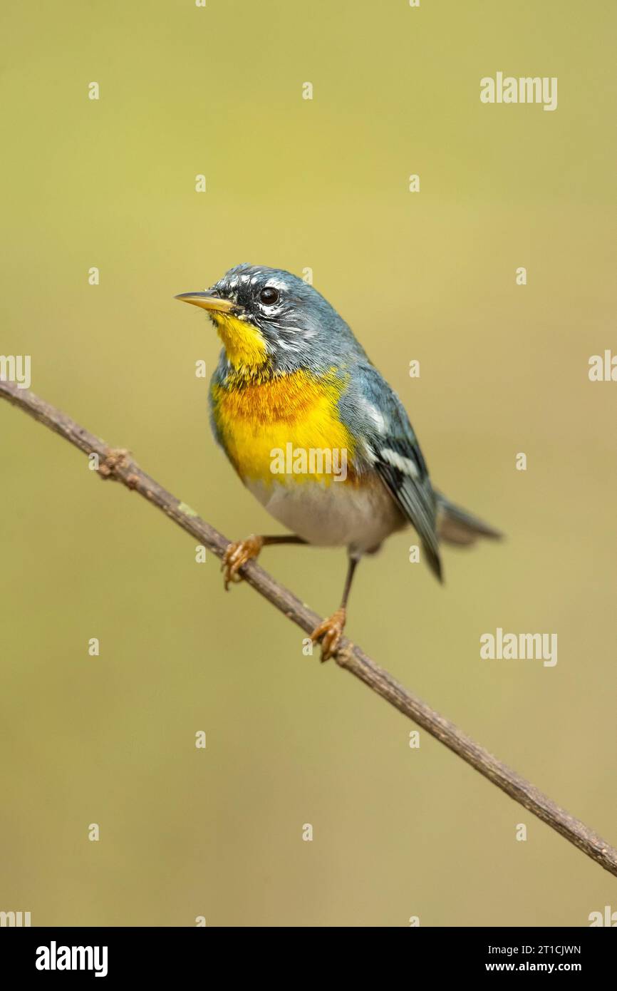 La parule septentrionale (Setophaga americana) est une petite fainére du Nouveau monde. Banque D'Images