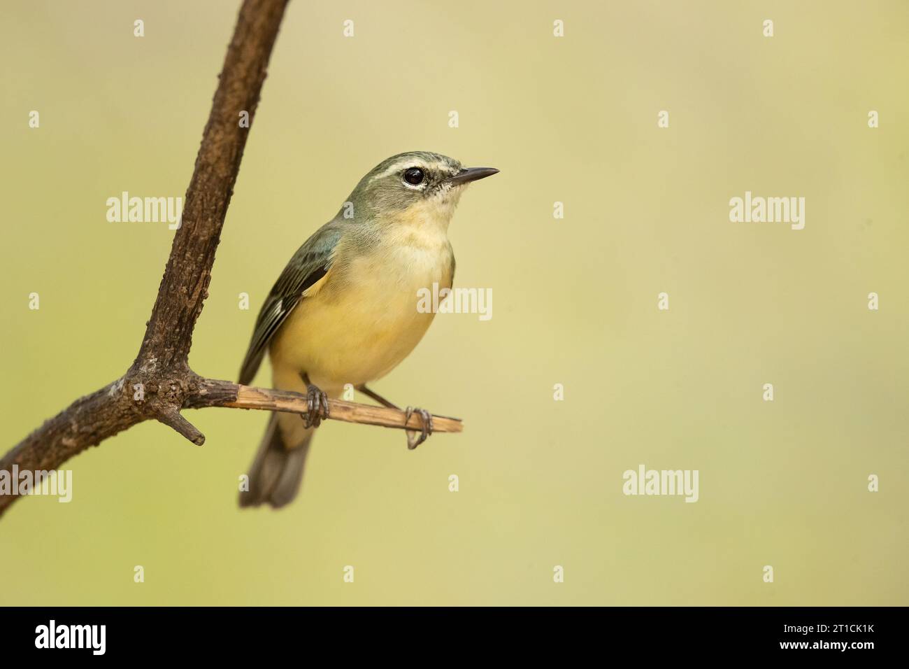 La Paruline bleue à gorge noire (Setophaga caerulescens) est un petit oiseau passereau de la famille des Parulines du Nouveau monde. Banque D'Images