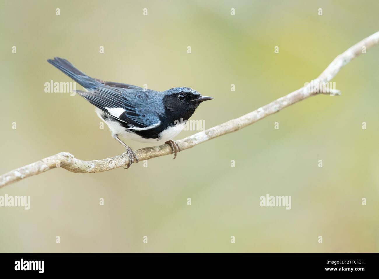 La Paruline bleue à gorge noire (Setophaga caerulescens) est un petit oiseau passereau de la famille des Parulines du Nouveau monde. Banque D'Images