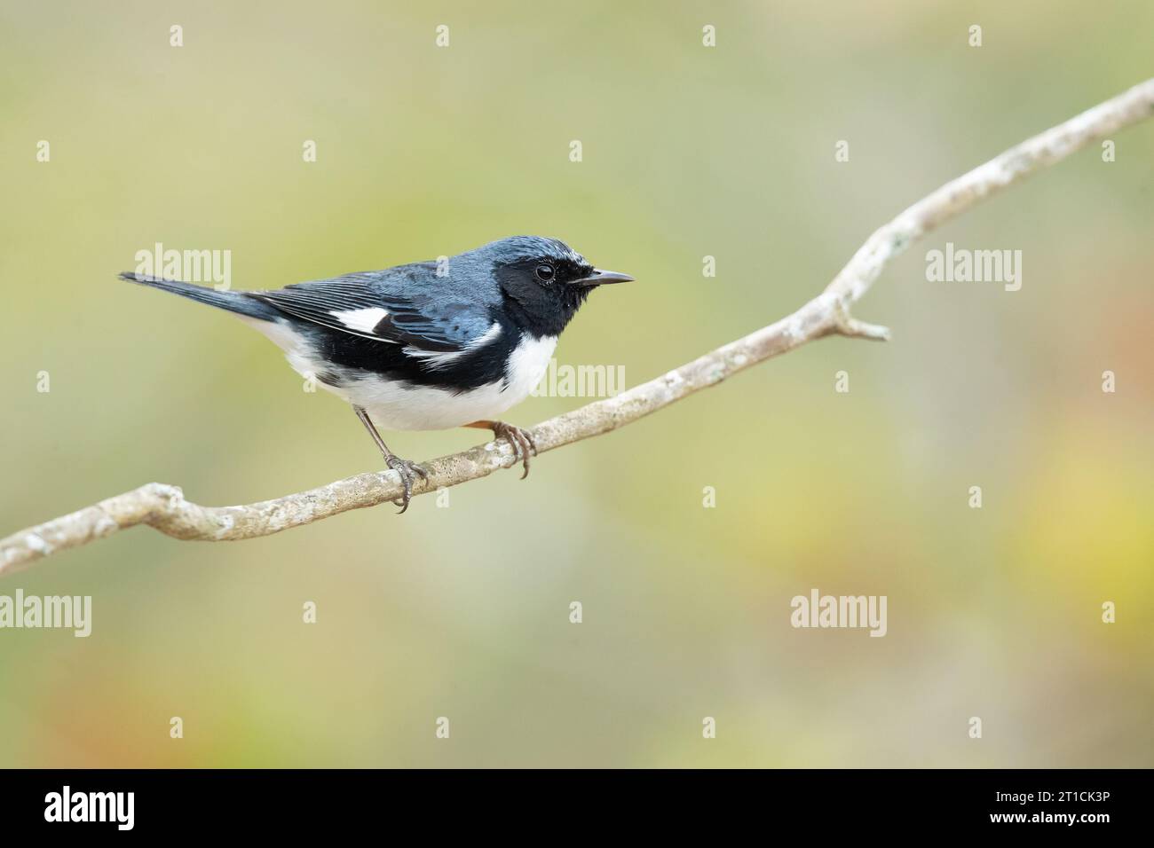 La Paruline bleue à gorge noire (Setophaga caerulescens) est un petit oiseau passereau de la famille des Parulines du Nouveau monde. Banque D'Images