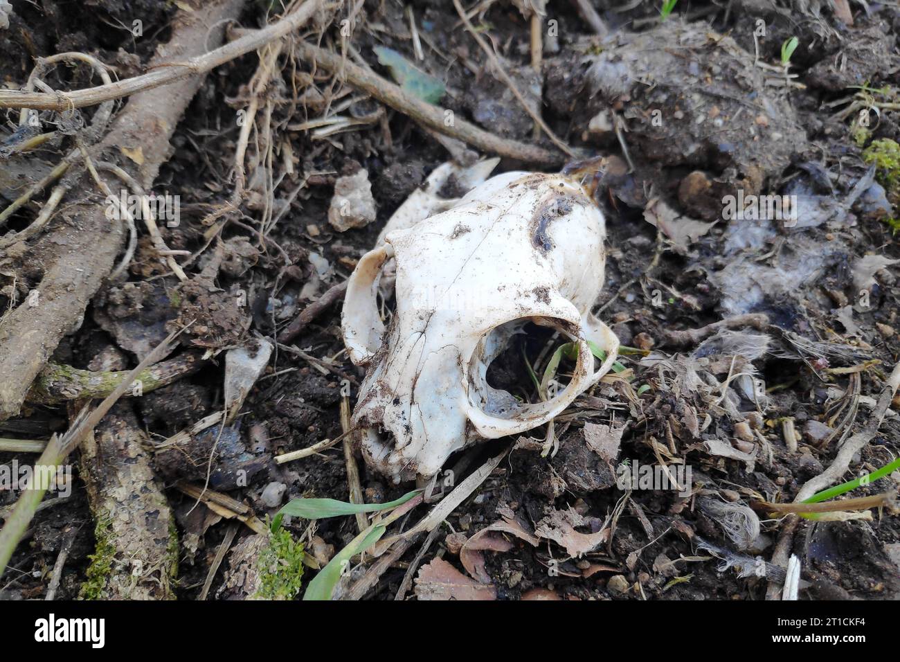 Gros plan sur un crâne de chat dans une prairie Banque D'Images