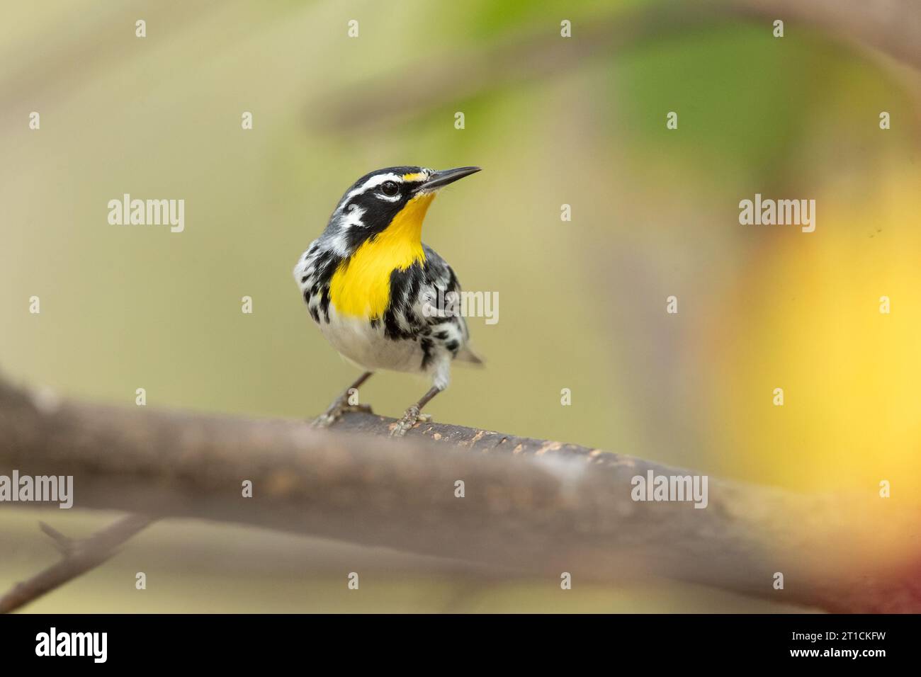 La Paruline à gorge jaune (Setophaga dominica) est une petite espèce migratrice d'oiseaux chanteurs de la famille des Parulidae (Parulidae) Banque D'Images