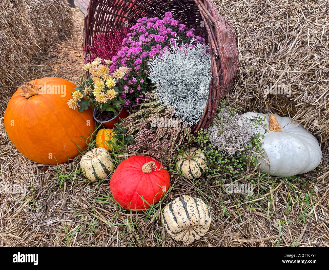 nature morte d'automne avec décoration de citrouilles Banque D'Images