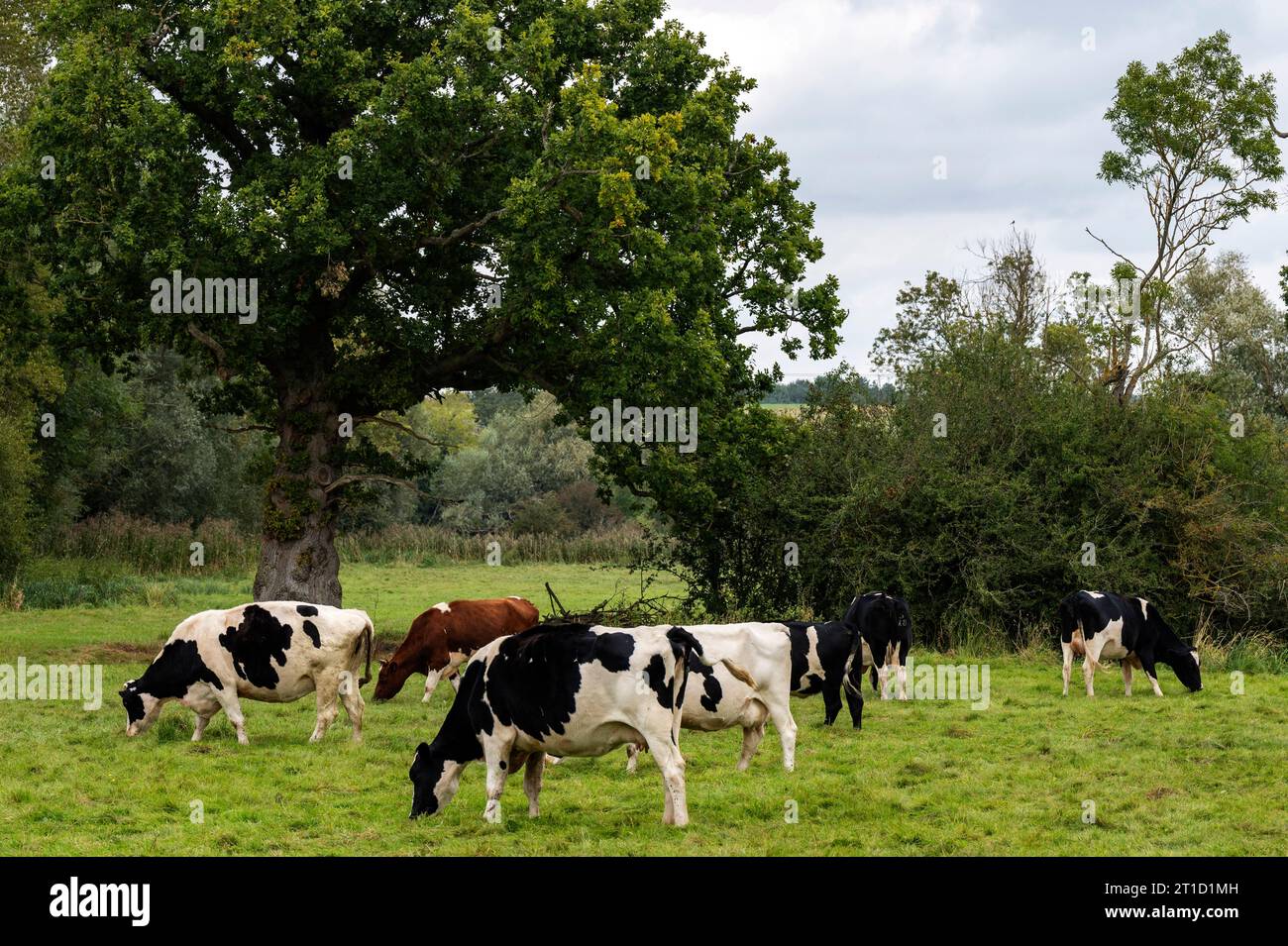 Troupeau de vaches laitières frisonnes Ufford Suffolk Angleterre Banque D'Images