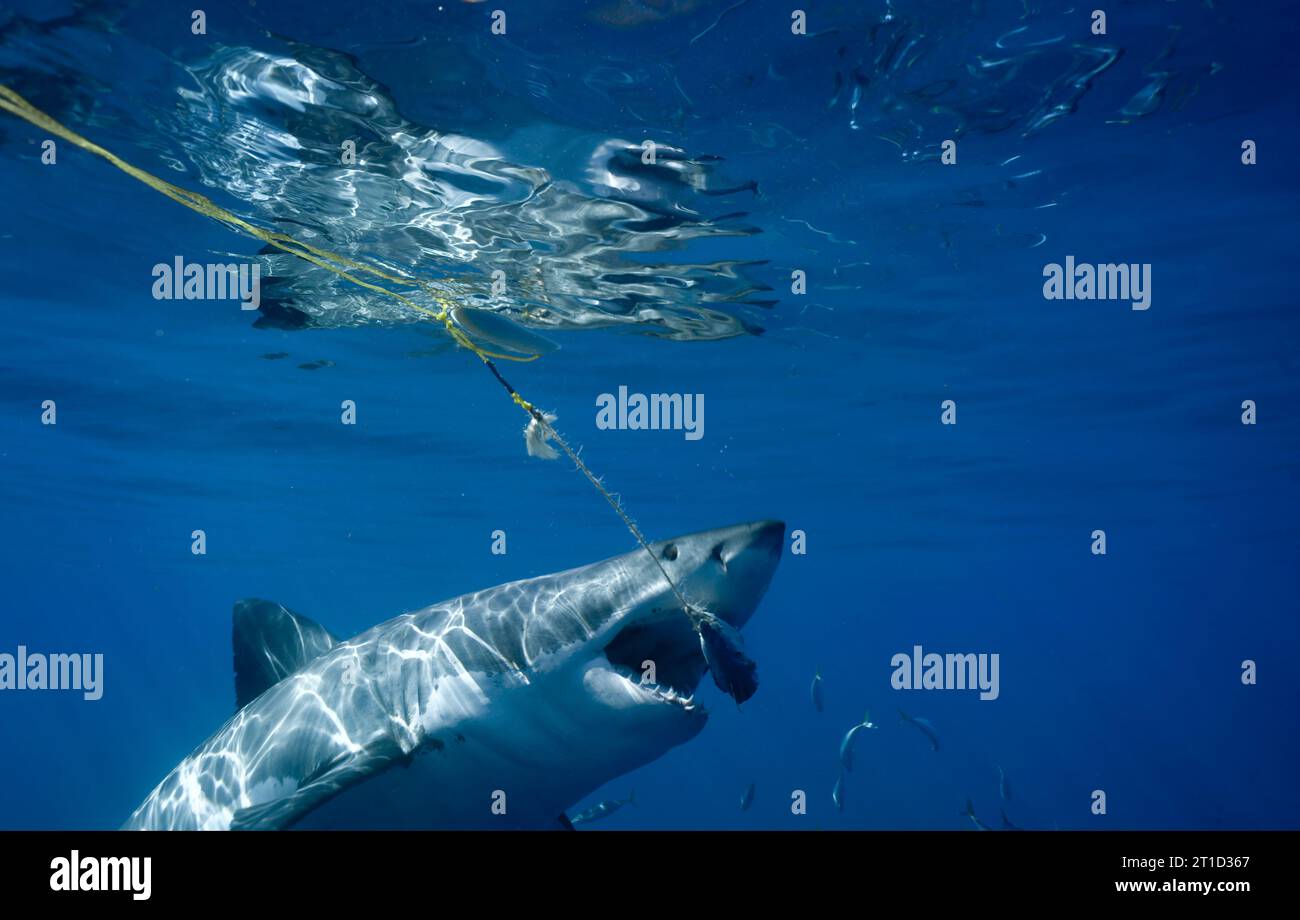 GROS PLAN SUR LA MORSURE DE REQUIN BLANC Banque D'Images