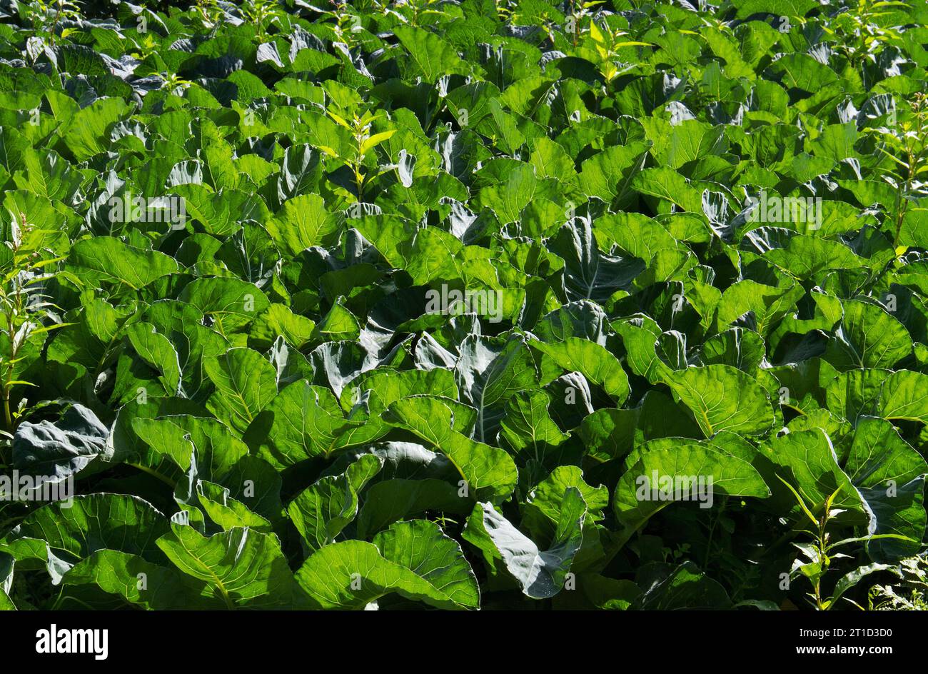 Plantes de chou sur un champ, lumière du soleil sur les feuilles Banque D'Images