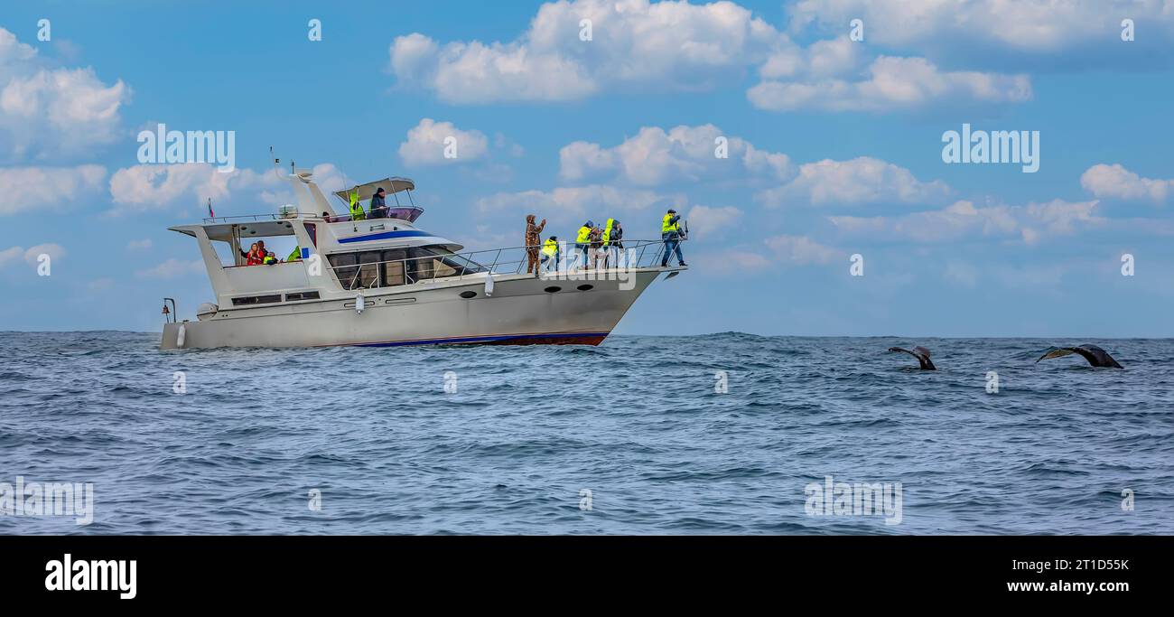 La baleine et le bateau avec des touristes sur la péninsule du Kamchatka Banque D'Images