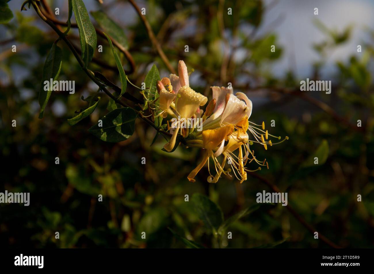 Gros plan d'une fleur de Honeysuckle avec des gouttes de pluie dessus Banque D'Images