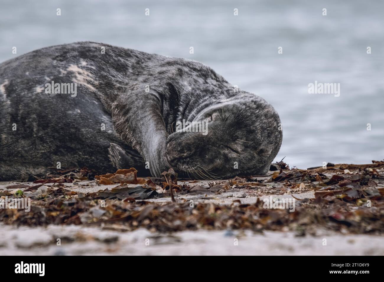 Le lion de mer dort sur la plage de l'île de Helgoland Banque D'Images