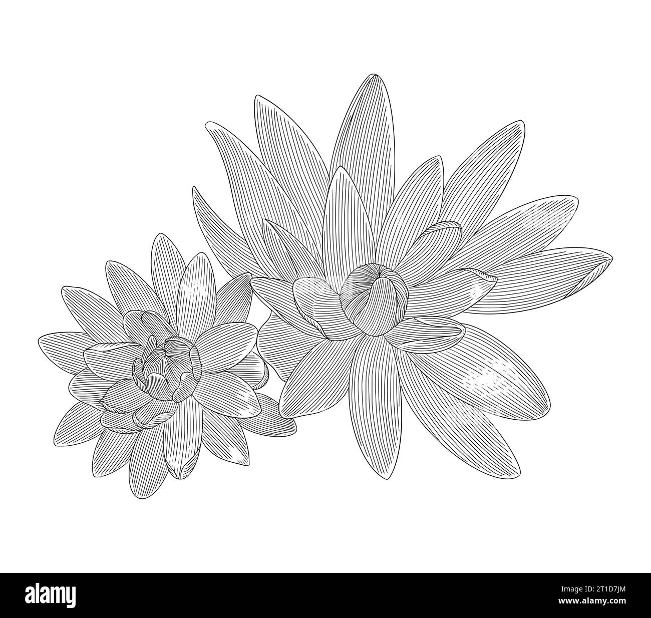 : Fleurs de Lily Lotus, gravure vintage dessin style illustration vectorielle Illustration de Vecteur