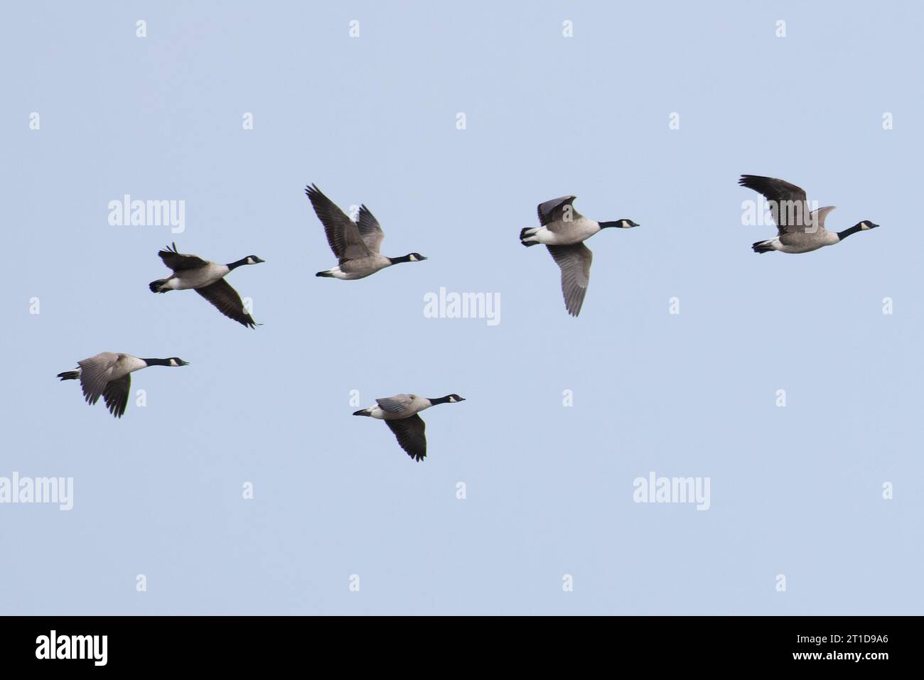 Bernache du Canada (Branta canadensis) Norfolk octobre 2023 Banque D'Images