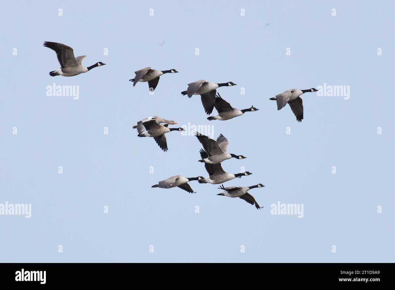 Canada Goose (Branta canadensis) et une Greylag Goose (Anser anser) volant Norfolk le 2023 octobre Banque D'Images