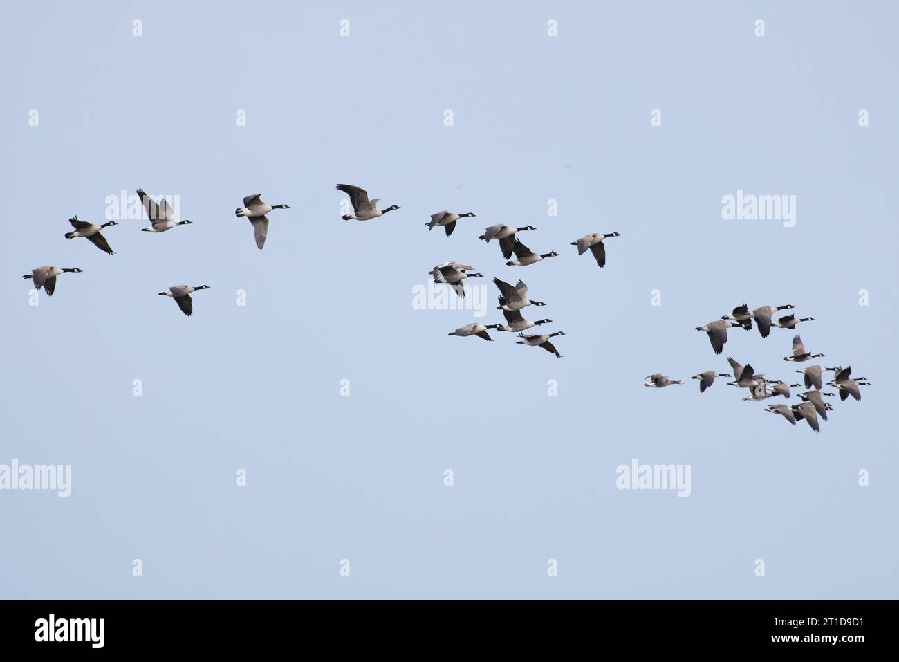Bernache du Canada (Branta canadensis) Norfolk octobre 2023 Banque D'Images